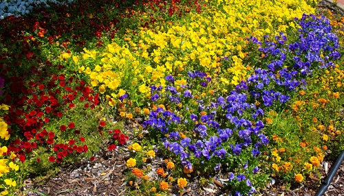 Rainbow Garden Layout